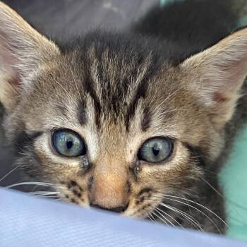 Clove -  Domestic Short Hair Cat for Adoption in West Palm Beach, Florida - Clove | PetCurious