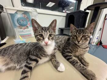 General Tso & Miso -  Domestic Short Hair Cat for Adoption in Crystal Lake, Illinois - General Tso & Miso | PetCurious