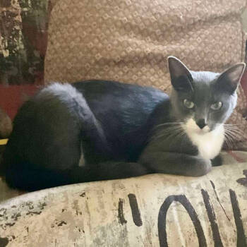 Rescue Domestic Short Hair Cats for Adoption in Grand Rapids, Minnesota - Grace | PetCurious