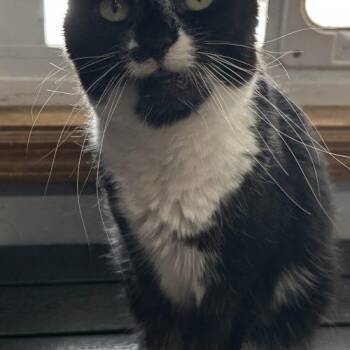 Sapphire -  Domestic Short Hair Cat for Adoption in Tipp City, Ohio - Sapphire | PetCurious