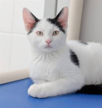 JALAPENO -  Domestic Short Hair Cat for Adoption in Canfield, Ohio - JALAPENO | PetCurious