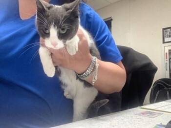 Domestic Short Hair Cats Available for Adoption - Kolache | PetCurious