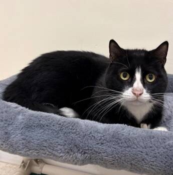 Domestic Short Hair Cats Available for Adoption in Fall River, Massachusetts - Jarvis | PetCurious