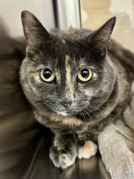 Claralee -  Domestic Short Hair Cat for Adoption in Wichita, Kansas - Claralee | PetCurious