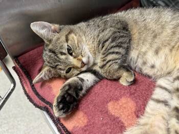 Rescue Domestic Short Hair Cats for Adoption in Warren, Ohio - Juliette | PetCurious