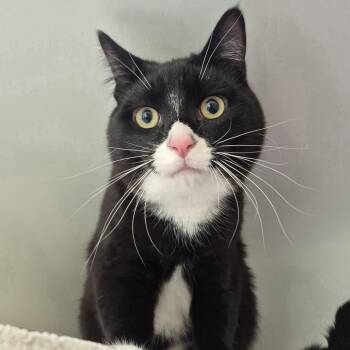 Domestic Short Hair Cats Available for Adoption - Tux | PetCurious