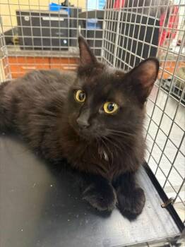 Domestic Medium Hair Cats Available for Adoption in Fort Myers, Florida - LICORICE | PetCurious