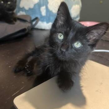 Shoshanna 0426 DW -  Domestic Short Hair Cat for Adoption - Shoshanna 0426 DW | PetCurious