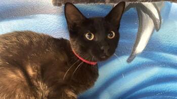 SERENA -  Domestic Short Hair Cat for Adoption in Fort Lauderdale, Florida - SERENA | PetCurious