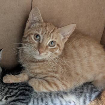 Kai -  Domestic Short Hair Cat for Adoption in Springfield, Illinois - Kai | PetCurious