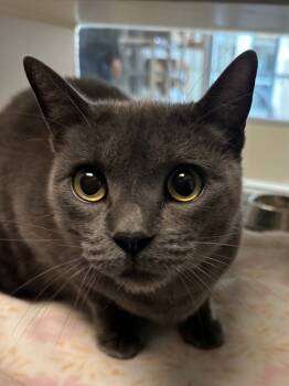 Rescue Domestic Short Hair Cats for Adoption in Salinas, California - Ari | PetCurious