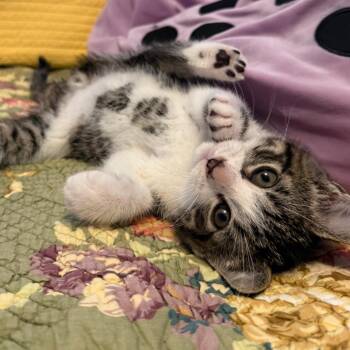 Luke -  Domestic Short Hair Cat for Adoption in Wheeling, Illinois - Luke | PetCurious