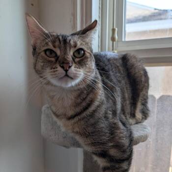Gwen -  Domestic Short Hair Cat for Adoption in Long Beach, California - Gwen | PetCurious