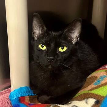 Hyphen -  Domestic Short Hair Cat for Adoption in Walnut Creek, California - Hyphen | PetCurious