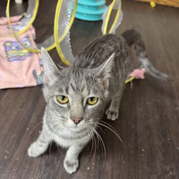 Tabby Cats Available for Adoption - Uno | PetCurious