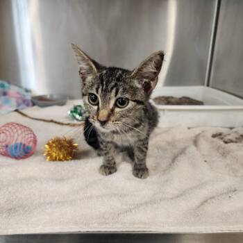 Mandy -  Domestic Short Hair Cat for Adoption in Evensville, Tennessee - Mandy | PetCurious