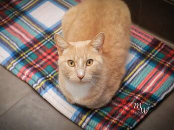 BLITZ -  Domestic Short Hair Cat for Adoption in Omaha, Nebraska - BLITZ | PetCurious