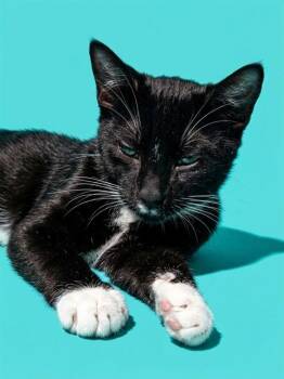 EGGROLL -  Domestic Short Hair Cat for Adoption in Jacksonville, Florida - EGGROLL | PetCurious