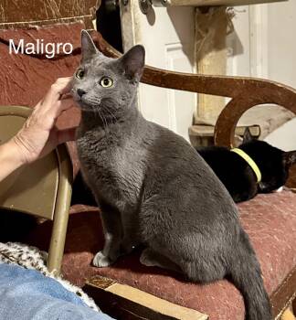 Milagro -  Russian Blue Cat for Adoption in Mission Viejo, California - Milagro | PetCurious