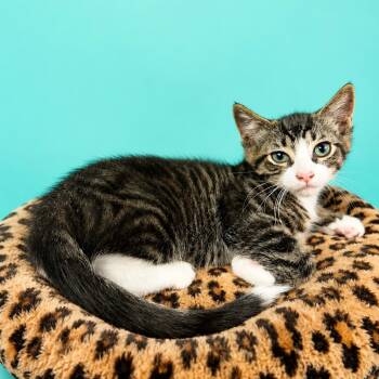 Bismuth -  Domestic Short Hair Cat for Adoption in Binghamton, New York - Bismuth | PetCurious