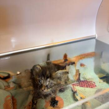 Sunny -  Domestic Short Hair Cat for Adoption in Pauls Valley, Oklahoma - Sunny | PetCurious