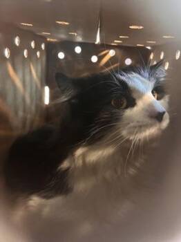 Domestic Short Hair Cats Available for Adoption in West Chester, Pennsylvania - Barney | PetCurious