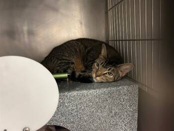 Rescue Domestic Short Hair Cats for Adoption in Tulsa, Oklahoma - SUSIE | PetCurious