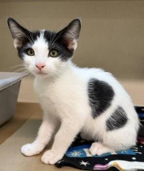 Moo -  Domestic Short Hair Cat for Adoption in Bellevue, Washington - Moo | PetCurious