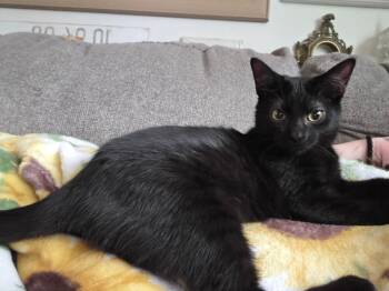 Mia -  Domestic Short Hair Cat for Adoption in West Mifflin, Pennsylvania - Mia | PetCurious