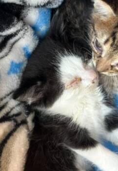 MANFRED -  Domestic Short Hair Cat for Adoption in San Antonio, Texas - MANFRED | PetCurious