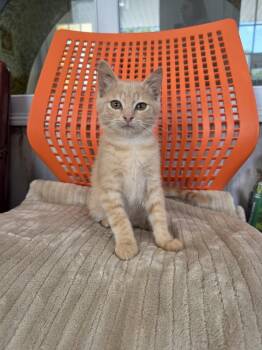 Chaos -  Domestic Short Hair Cat for Adoption in Lewisburg, Tennessee - Chaos | PetCurious