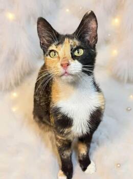 Coco Chanel -  Domestic Short Hair Cat for Adoption in West Pittston, Pennsylvania - Coco Chanel | PetCurious