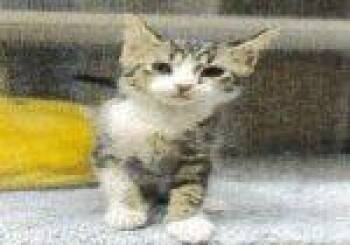 Kramer -  Domestic Short Hair Cat for Adoption in Raleigh, North Carolina - Kramer | PetCurious