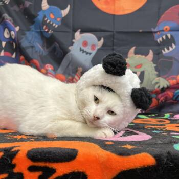 Snoopy -  Domestic Short Hair Cat for Adoption in Fairmont, Minnesota - Snoopy | PetCurious
