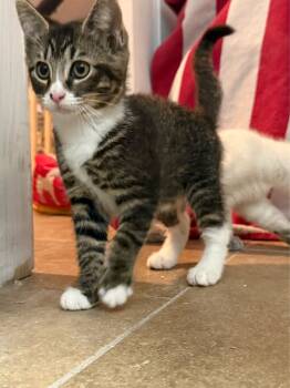 Rescue Domestic Short Hair Cats for Adoption in Pinellas Park, Florida - Spice | PetCurious