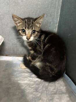 Gypsy -  Domestic Short Hair Cat for Adoption in Metter, Georgia - Gypsy | PetCurious