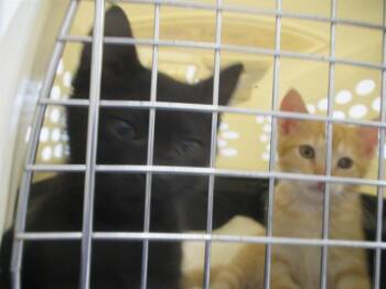 A383674 -  Domestic Short Hair Cat for Adoption in Ocala, Florida - A383674 | PetCurious