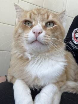 Bubba -  Domestic Short Hair Cat for Adoption in Healdsburg, California - Bubba | PetCurious