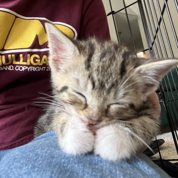 Puck -  Domestic Short Hair Cat for Adoption in Franklin, Tennessee - Puck | PetCurious