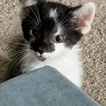 Obsidien -  Domestic Short Hair Cat for Adoption in Cincinnati, Ohio - Obsidien | PetCurious