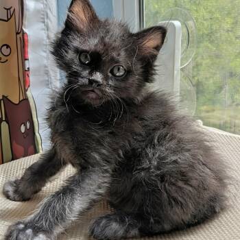 Brutus Kreft-Gutierrez -  Domestic Long Hair Cat for Adoption in Morrison, Colorado - Brutus Kreft-Gutierrez | PetCurious