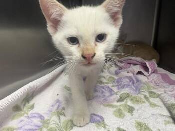BLAZE* -  Siamese and Domestic Short Hair Cat for Adoption in Santa Cruz, California - BLAZE* | PetCurious