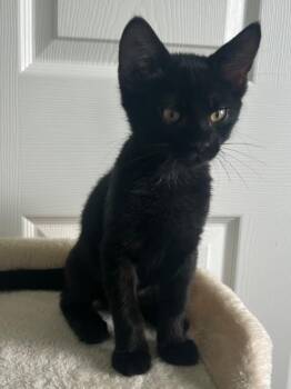 Bruce -  Domestic Medium Hair Cat for Adoption in Ogden, Utah - Bruce | PetCurious