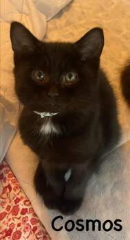 Cosmos -  Domestic Long Hair Cat for Adoption in Topsham, Maine - Cosmos | PetCurious