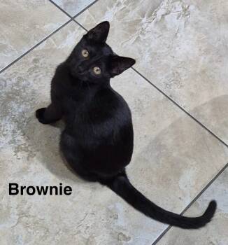 Rescue Domestic Short Hair Cats for Adoption in The Woodlands, Texas - Brownie | PetCurious