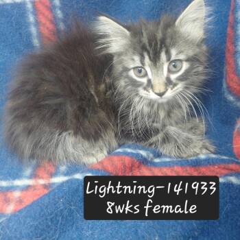 Lightning -  Domestic Medium Hair Cat for Adoption in New Tazewell, Tennessee - Lightning | PetCurious
