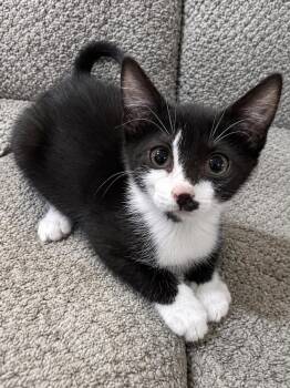 Oreo Bean -  Domestic Short Hair Cat for Adoption in Sioux Falls, South Dakota - Oreo Bean | PetCurious