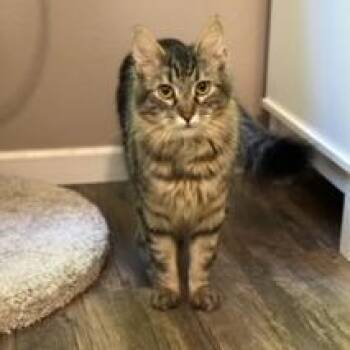 Archie -  Domestic Long Hair Cat for Adoption in Middleton, Wisconsin - Archie | PetCurious