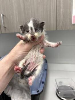 Greg -  Domestic Short Hair Cat for Adoption in Kansas City, Missouri - Greg | PetCurious
