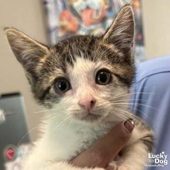 Domestic Short Hair Cats Available for Adoption in Washington, District Of Columbia - Pinsy | PetCurious